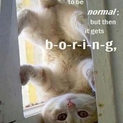 Adorable Upside-Down Cat
