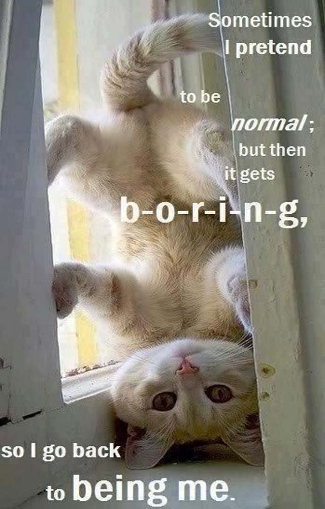 Adorable Upside-Down Cat: Sometimes I pretend to be normal. But then it gets boring, so I go back to being me.