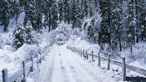 Happy Holiday GIF: Have a happy snowy holiday this year. Enjoy this snowy lane!