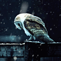 Snowy Owl GIF