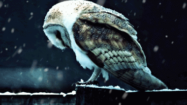 Snowy Owl GIF