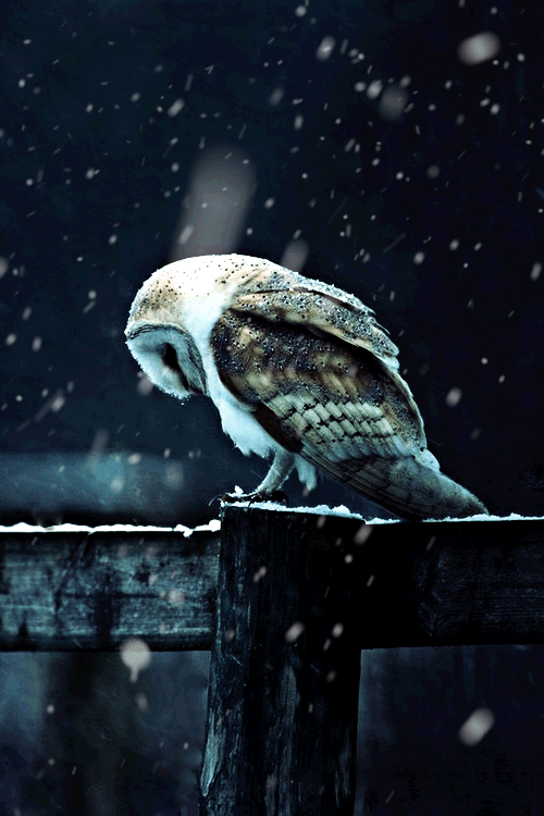 Happy Snowy Holidays with this wonderful snowy owl GIF. Enjoy!