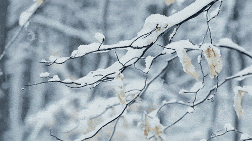 Snowy Branch GIF