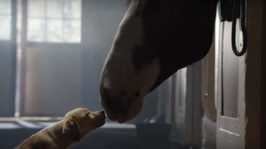 Puppy Love Budweiser Superbowl commercial