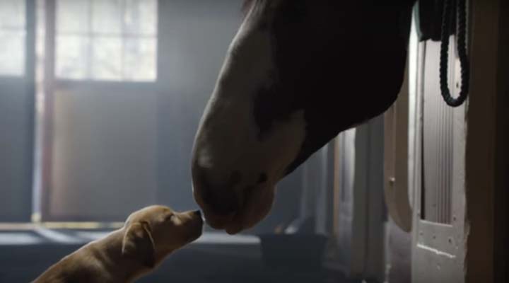 Puppy Love Budweiser Superbowl commercial - This is a heart-warming TV commercial showcasing the love between a really cute puppy and a beautiful horse, one of the Clydesdales of Budweiser fame. You will fall in love with the puppy and horse. #BestBuds