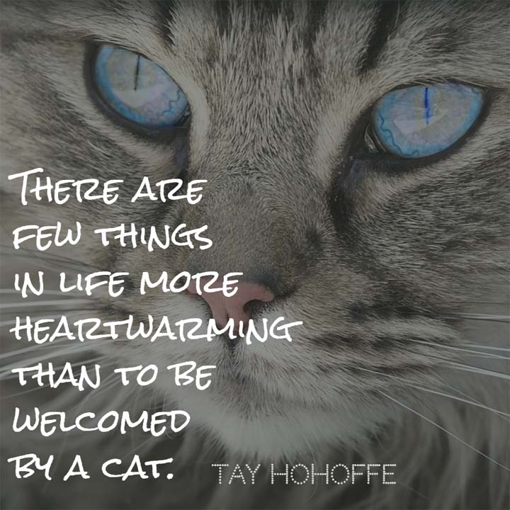 There are few things in life more heartwarming than to be welcomed by a cat. — Tay Hohoffe #cats #cutecats #catquote