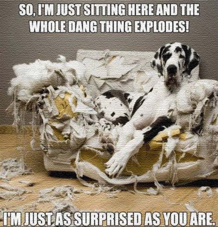Funny Dog Meme - My dog Becky ate my sofa, my remote control, several shoes, and a number of great books. Fortunately Becky is now out of that phase.