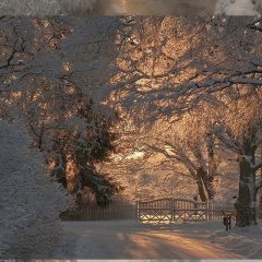 Snowy Sunscapes