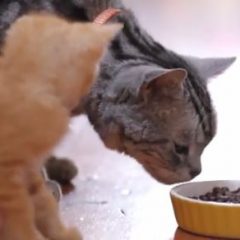 Cute Cats viral video
