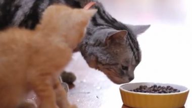 Cute Cats viral video