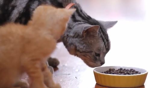 Cute Cats viral video: This is a funny video of two cute cats. Great writing for this commercial from Friskies.