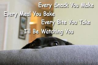 Cute Dog Spy: Every snack you make, every meal you bake, every bite you take — I’ll be watching you!