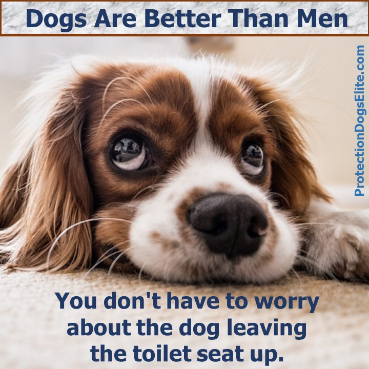Dogs Are Better Than Men: Toilet Seats