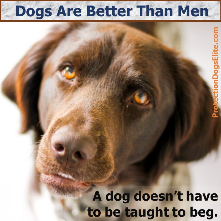 Dogs are better than men: A dog doesn’t have to be taught to beg.