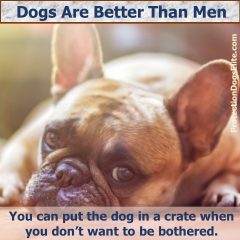 Dogs Are Better Than Men - Crates