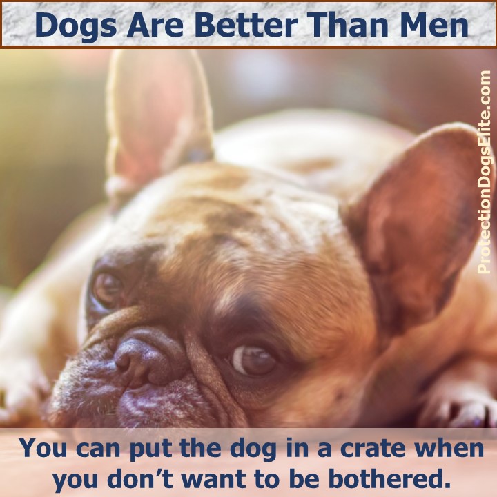 Dogs Are Better Than Men - You can put the dog in a crate when you don’t want to be bothered. I Love Dogs!