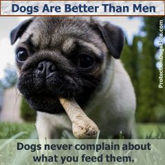 Dogs Are Better Than Men - Food