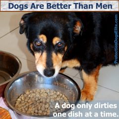 Dogs Are Better Than Men - One Bowl