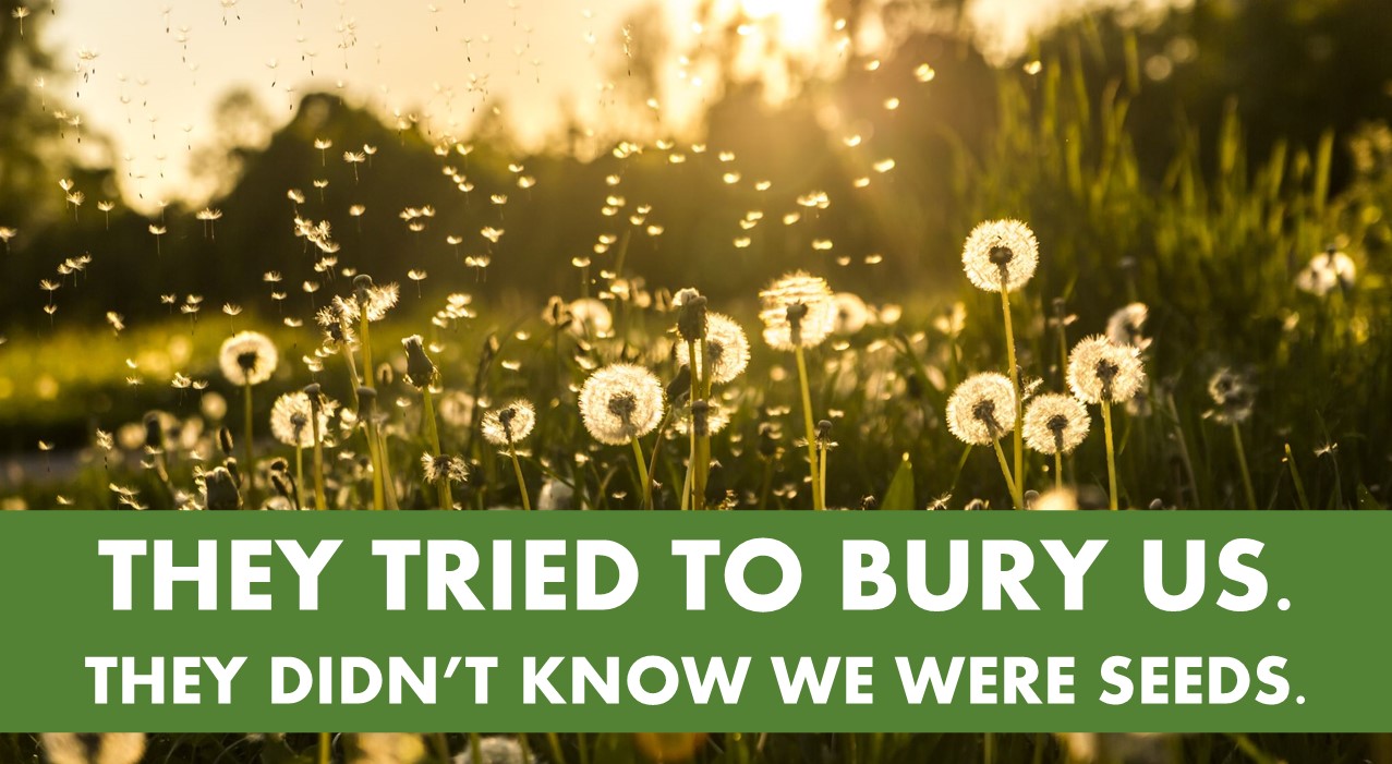 They Tried to Bury Us. They didn't know we were seeds.