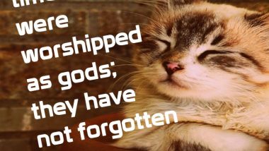 In ancient times cats were worshipped as gods; they have not forgotten this. — Terry Pratchett, novelist