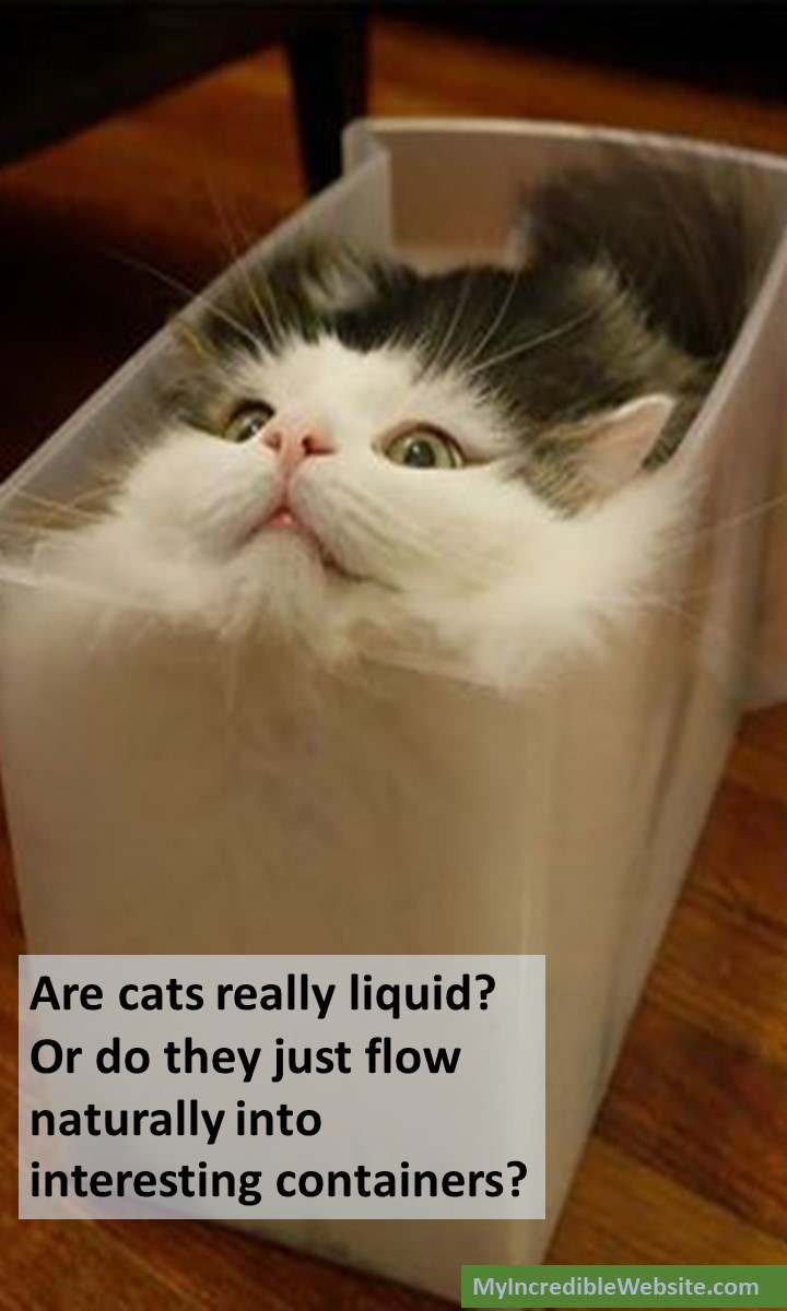 Are Cats Really Liquid? My Incredible site