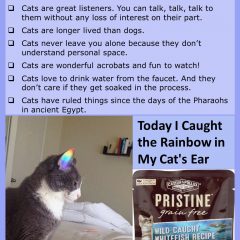 Today I caught a rainbow in my cat's ear #CatLove