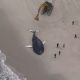 A whales dies on an East Coast beach likely due to windmill construction.,