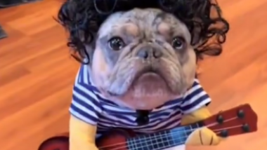 Cute Doggie Costume