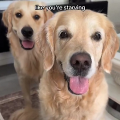 Cute Dogs Beg for Food