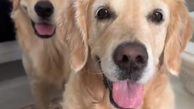 Cute Dogs Beg for Food