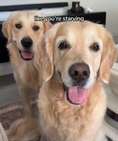 Cute Dogs Beg for Food