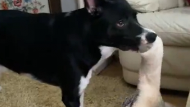 Barnie the Border Collie