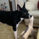 Barnie the Border Collie