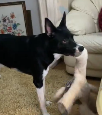Barnie the Border Collie