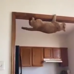 Cat Escape Artist