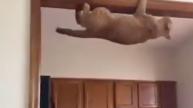 Cat Escape Artist