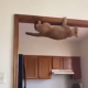 Cat Escape Artist