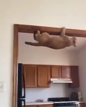 Cat Escape Artist