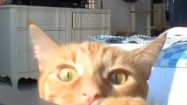Cats React to the voices of their owners