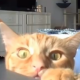 Cats React to the voices of their owners