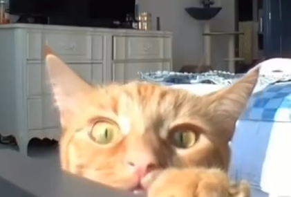 Cats React to the voices of their owners