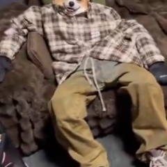 Cute Lounging Dog
