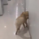 Dogs After Anesthesia