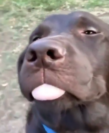 The Reaction of Guilty Dogs