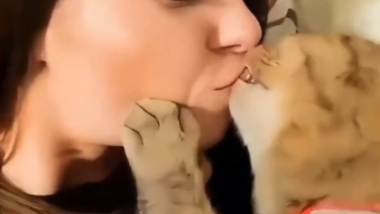 Cats Kissing, Kissing Cats