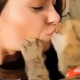 Cats Kissing, Kissing Cats