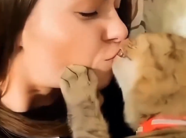Cats Kissing, Kissing Cats
