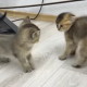 Kittens Fight