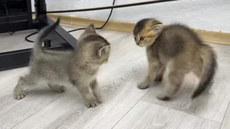Kittens Fight