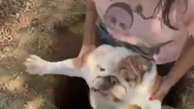 Sherman the Dog